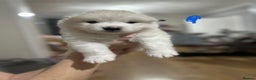 Samoyed dogs for sale: Adorable Samoyed Puppies for Sale!  - Advert 11