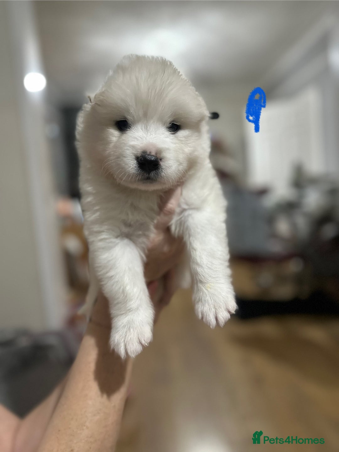 Samoyed dogs for sale: Adorable Samoyed Puppies for Sale!  - Advert 11