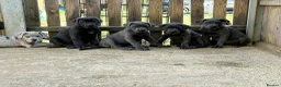 Cane Corso dogs for sale: Cane corso pups ready now - Advert 6