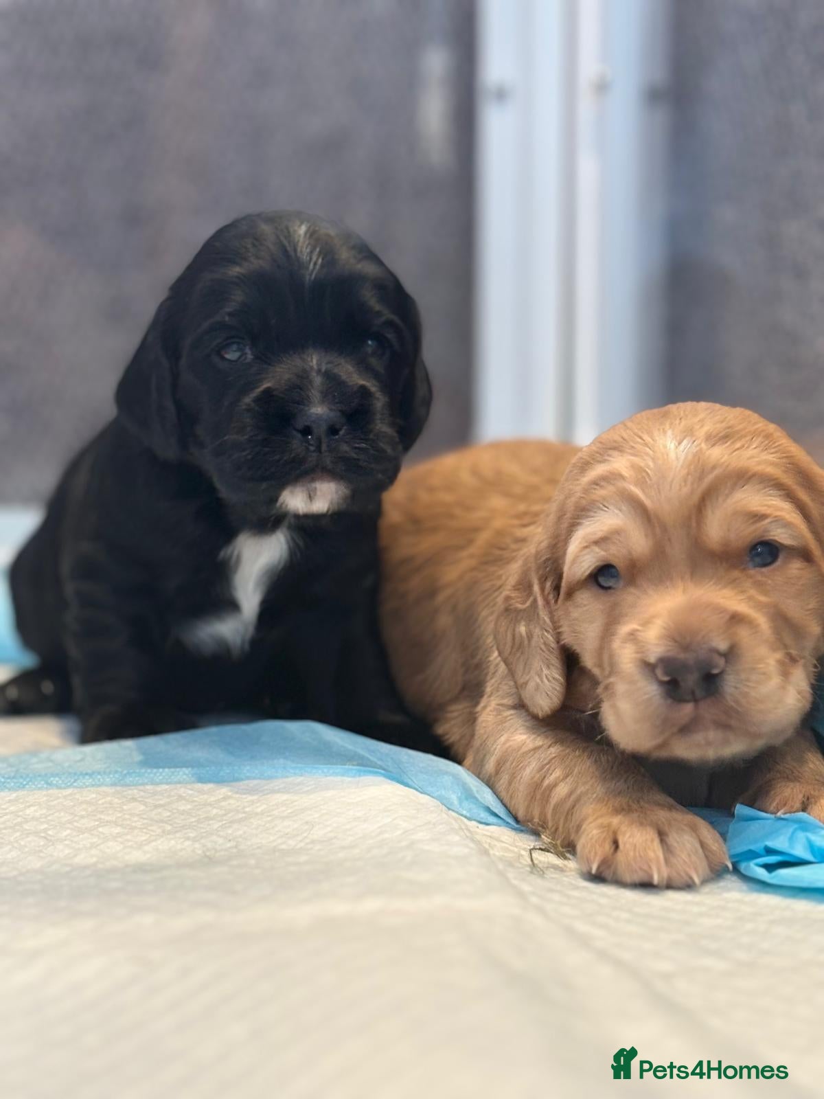 Cocker Spaniel dogs Kc reg working cocker puppies - Advert 9
