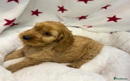 Cockapoo dogs for sale: Cockapoo puppies for sale - Image 16