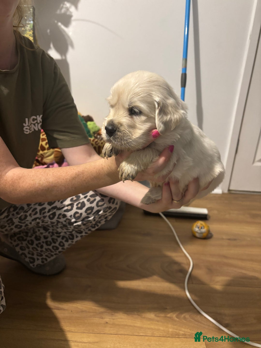 Golden Retriever dogs for sale: Golden Retriver puppies  - Advert 5