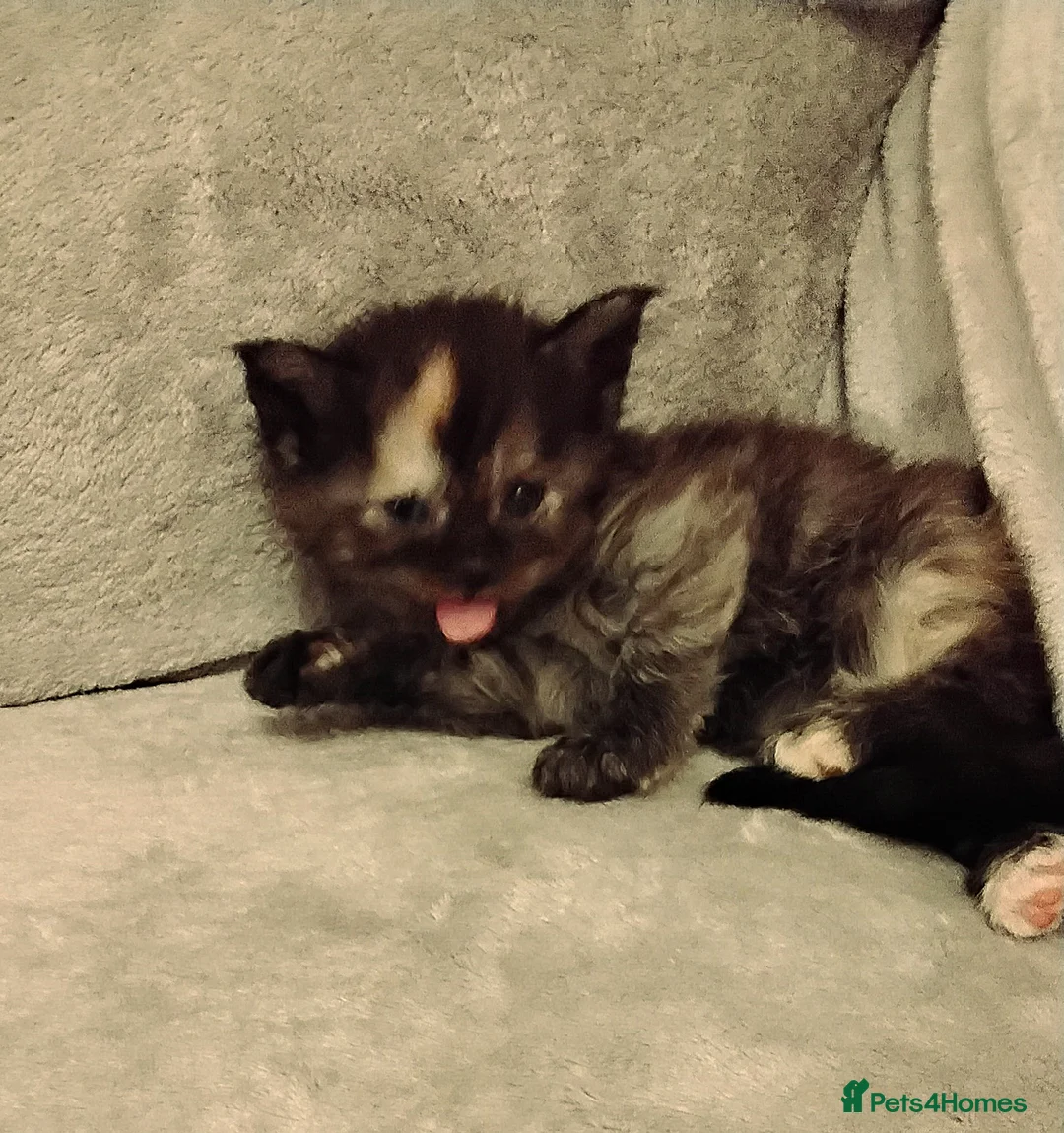 Maine Coon cats for sale: Exceptional Maine Coon kittens available - Advert 15