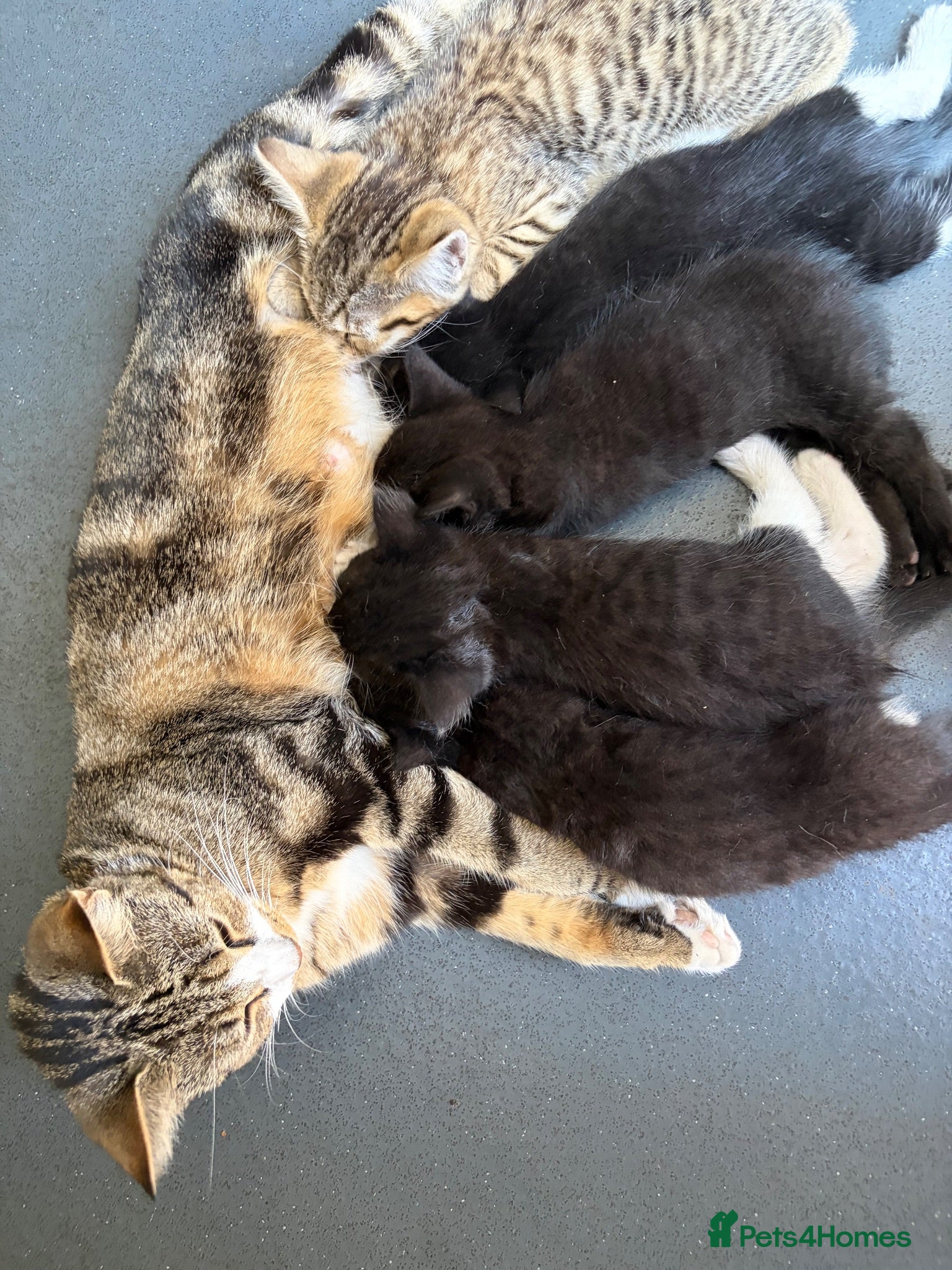 Mixed Breed cats 3 cute cats looking for a new home  - Advert 1