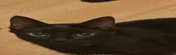 Domestic Shorthair cats for sale: Female kittens ready to go TODAY - Advert 3