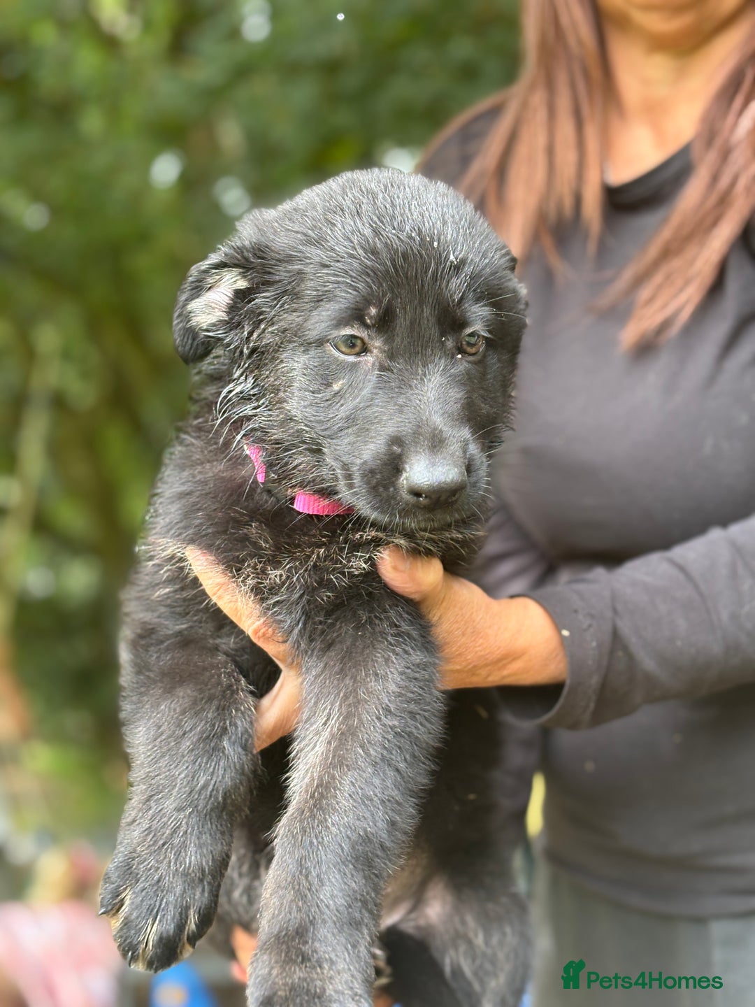German Shepherd dogs for sale: German shepherd puppies ready to leave now - Image 21