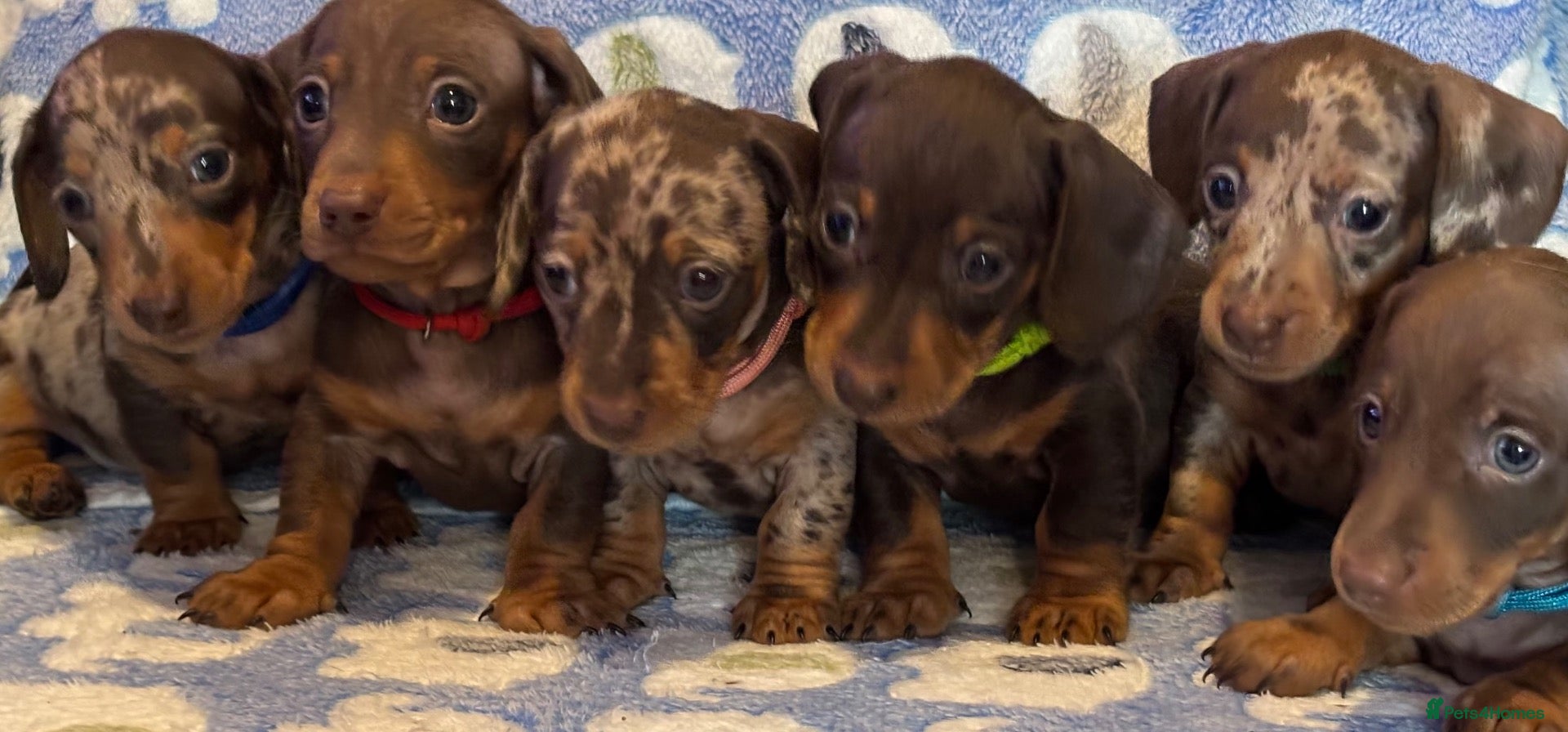 Miniature Dachshund dogs KC Miniature Dachshund Smooth haired - Advert 1