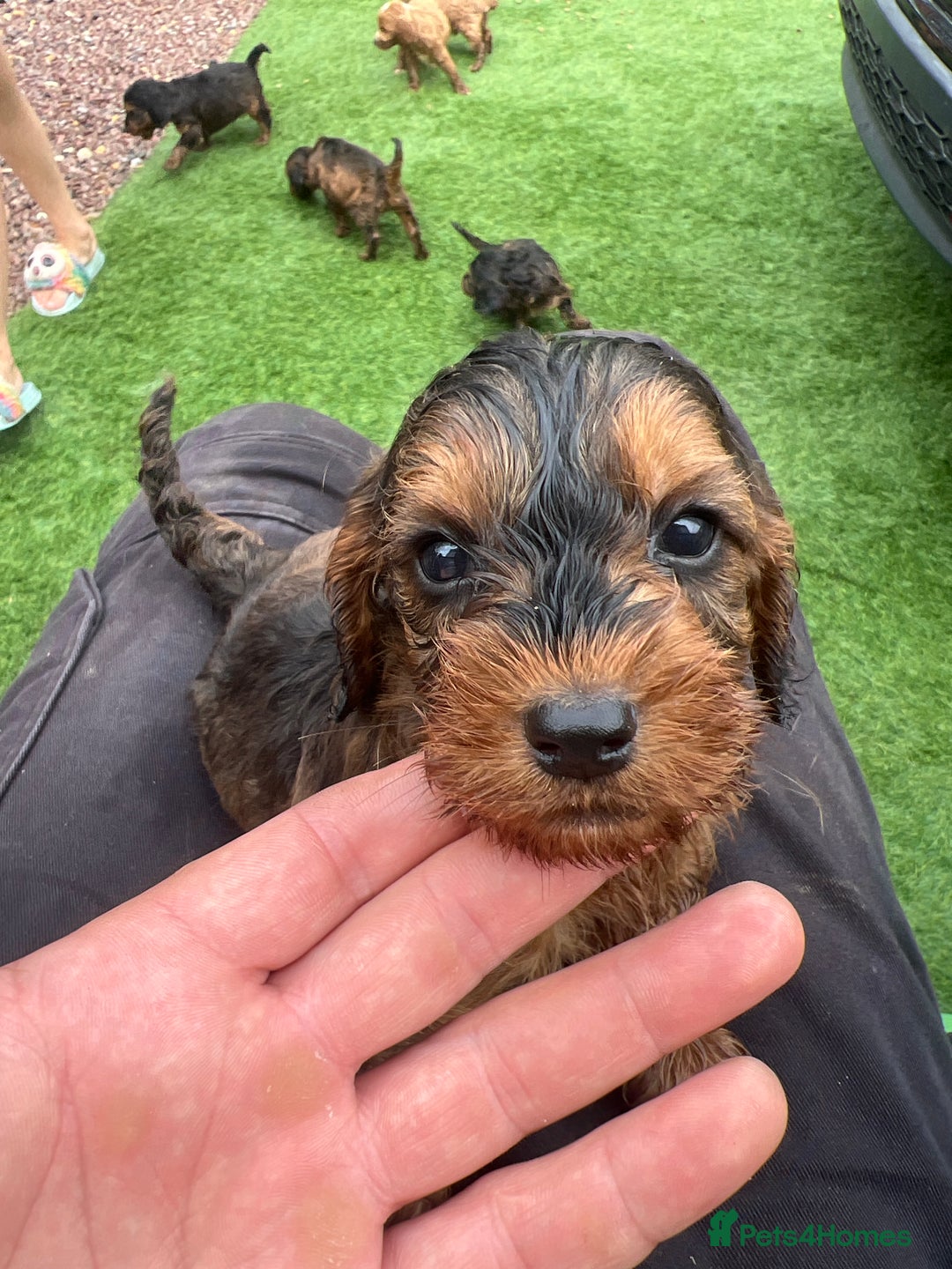 Cockapoo dogs for sale: Coockapoo - Image 12