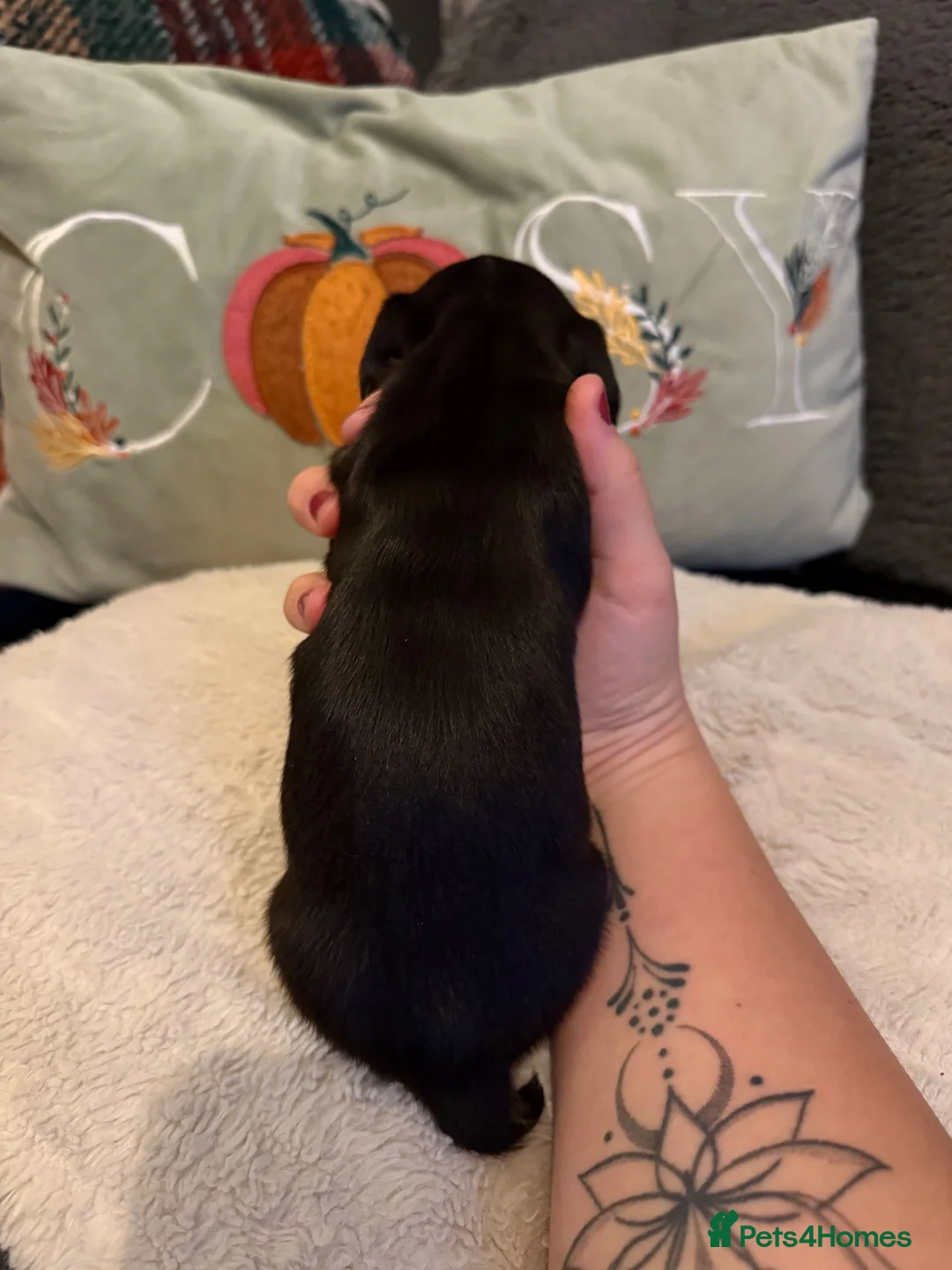 Miniature Dachshund dogs for sale: 2 Girl Miniature Dachshunds (long/mid haired) - Advert 7