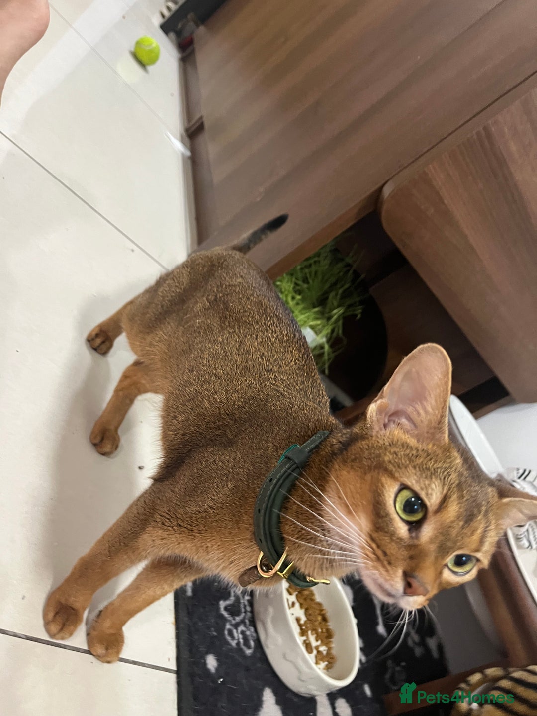 Abyssinian cats for sale: Pedigree TICA registered Beautiful Abyssinian - Advert 6