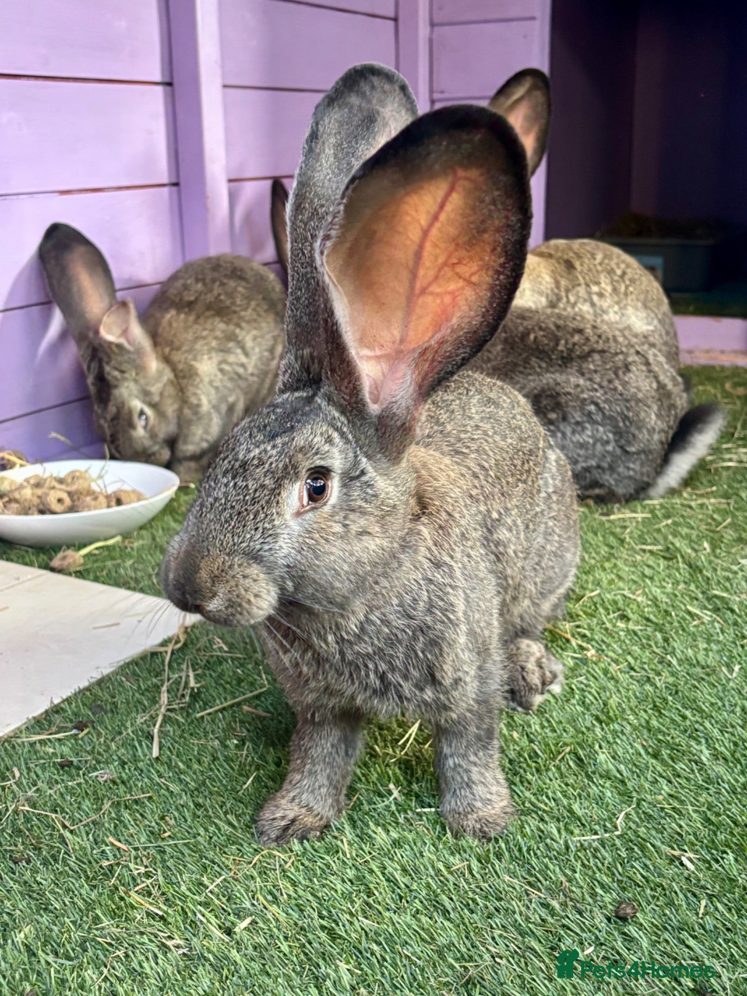 Continental Giant rabbits 5 giant continental bucks  - Advert 2