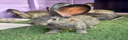 Continental Giant rabbits for sale: 5 giant continental bucks  - Advert 2