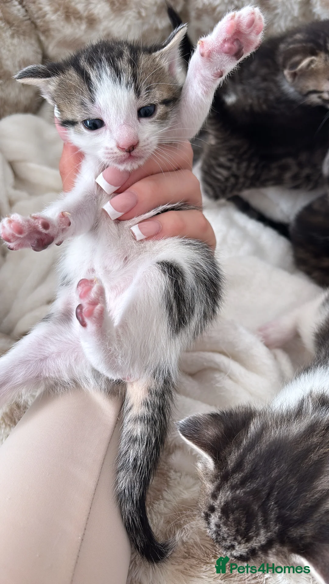 Mixed Breed cats for sale: Kittens for sale  - Advert 2