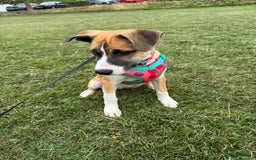 Mixed Breed dogs for sale: Staff x Husky Pup - Image 2