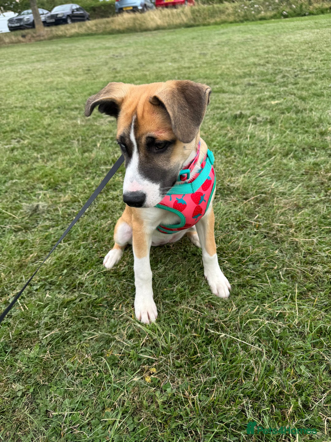 Mixed Breed dogs for sale: Staff x Husky Pup - Image 2
