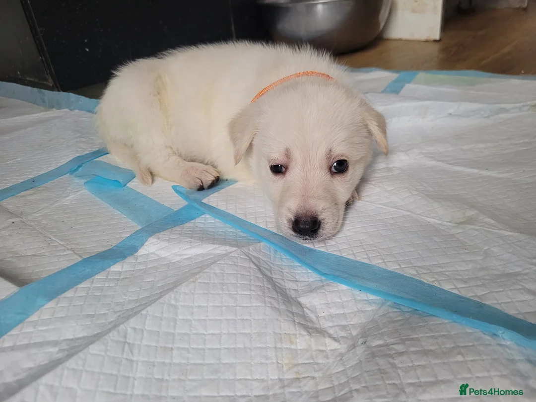 Mixed Breed dogs for sale: Golden shepherd - Advert 27