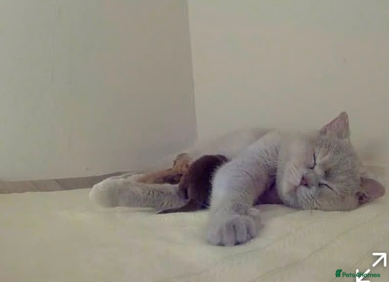 British Longhair cats Enchanting Chocolate British longhair female✨ - Advert 4