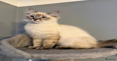 Ragdoll cats - Advert 6