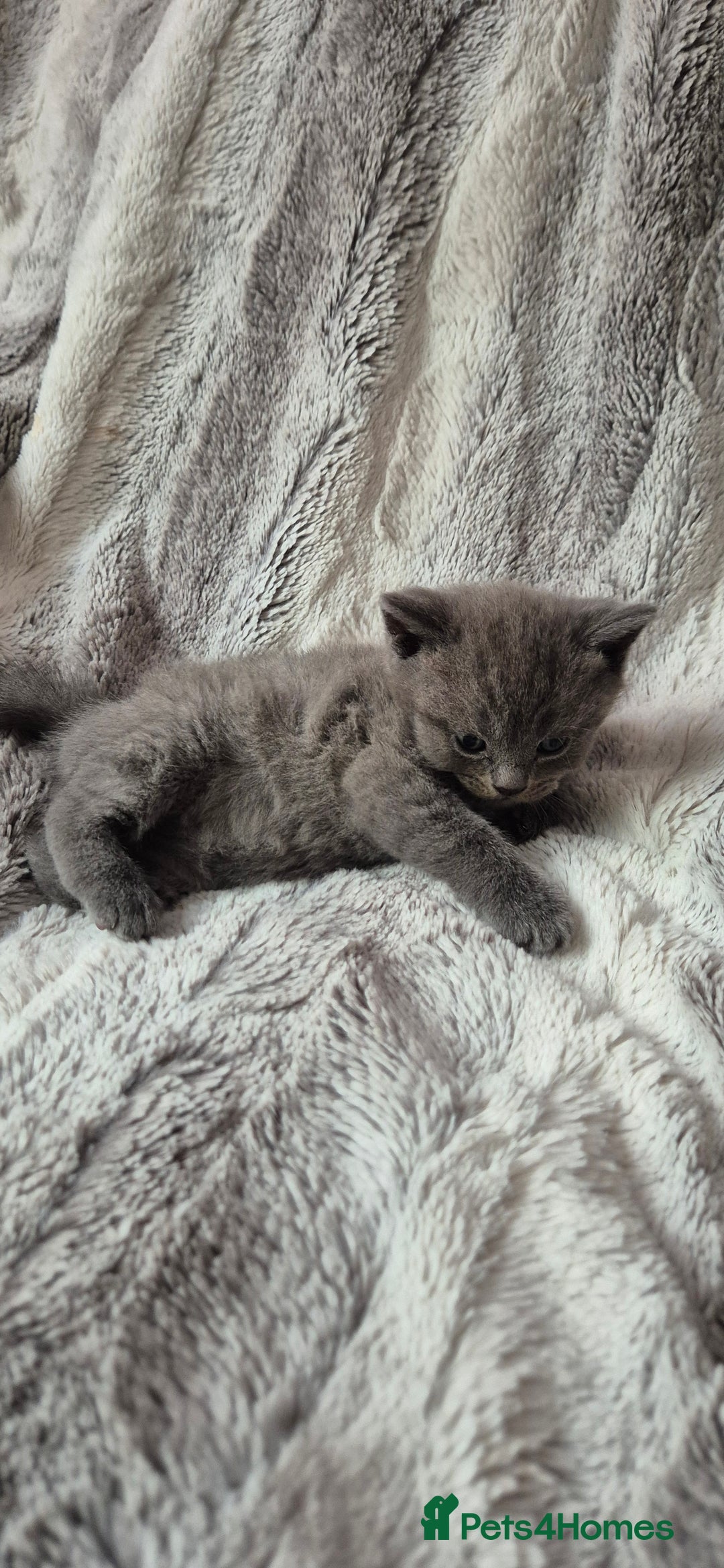 Scottish Fold cats for sale: Scottish fold and straight kittens  - Image 19