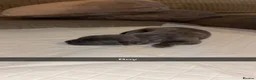 Cane Corso dogs for sale: Cane corso pups  in Nuneaton - Advert 6
