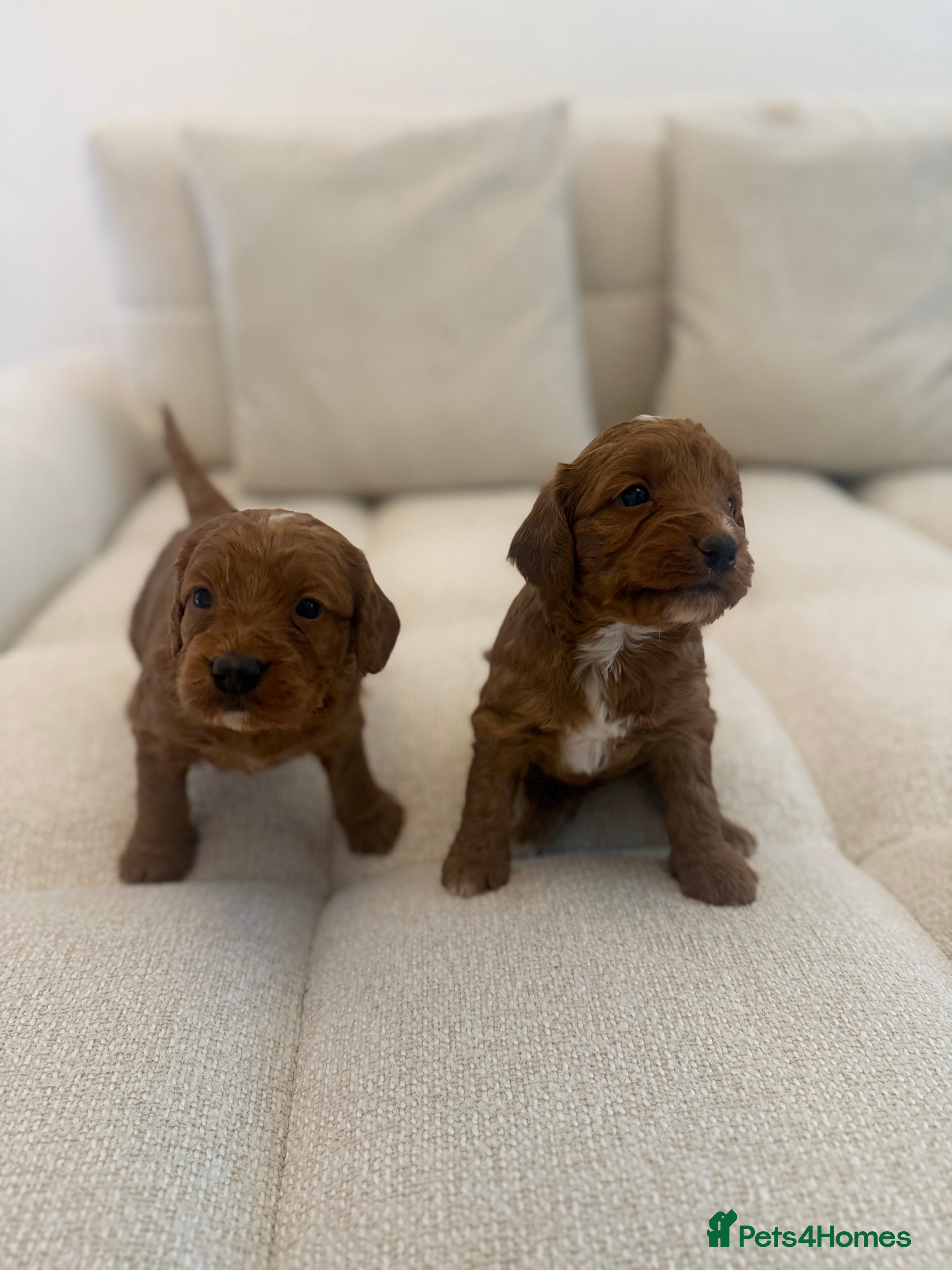 Cockapoo dogs 7 Golden Cockapoo girls - Advert 3