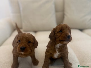 Cockapoo dogs 7 Golden Cockapoo girls - Advert 3