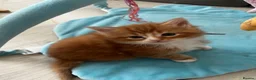 Maine Coon cats for sale: stunning babies looking for there forever homes 🏠 - Advert 14