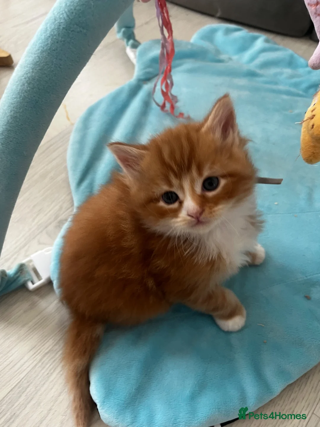 Maine Coon cats for sale: stunning babies looking for there forever homes 🏠 - Advert 14