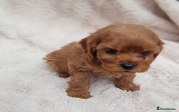 Cavapoo dogs for sale: Beautiful F1 Cavapoo Pups  - Image 8