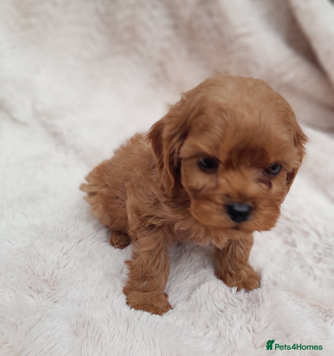 Cavapoo dogs for sale: Beautiful F1 Cavapoo Pups  - Image 8