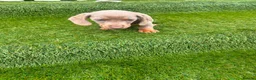 Miniature Dachshund dogs for sale: miniture dachshund - Advert 15