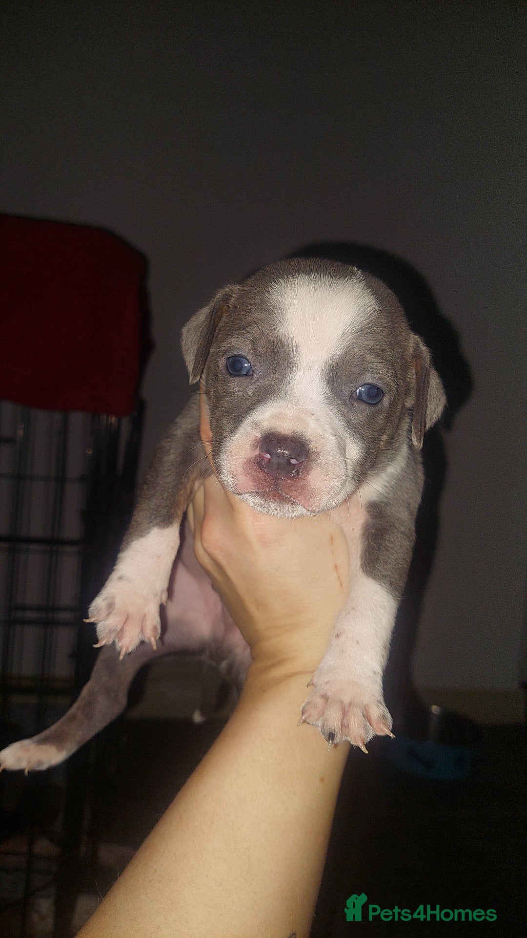 Mixed Breed dogs for sale: Staff pocket cross 4 boys 2 girls - Advert 4