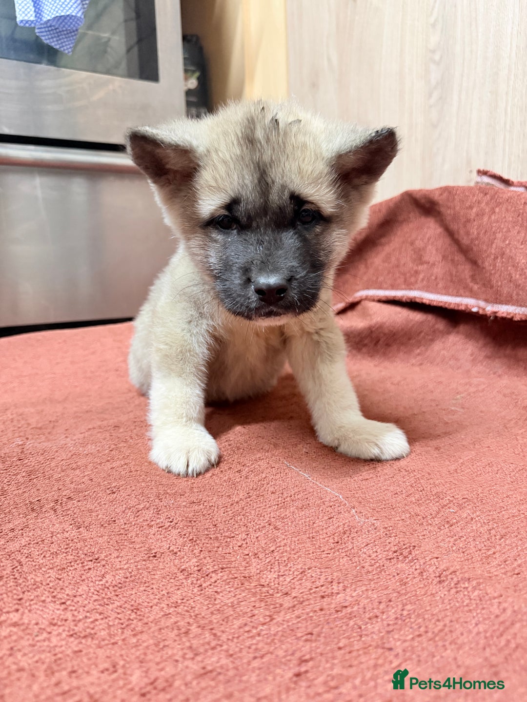 Akita dogs for sale: American Akita - Advert 7