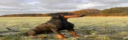Dobermann dogs for sale: Exceptional KC Dobermann Puppies - Advert 13