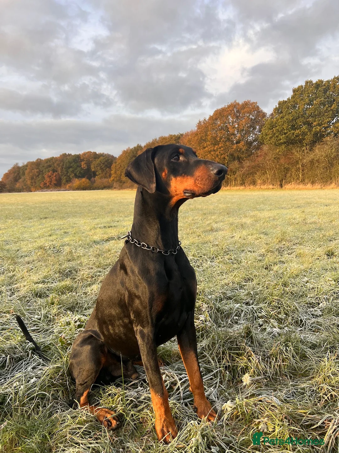 Dobermann dogs for sale: Exceptional KC Dobermann Puppies - Advert 13