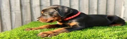 Dobermann dogs for sale: Quality European Dobermann Puppies - 2 Remaining - Advert 7