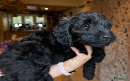 Cockapoo dogs for sale: ✨ Gorgeous Cockapoo Puppies ✨ - Image 11