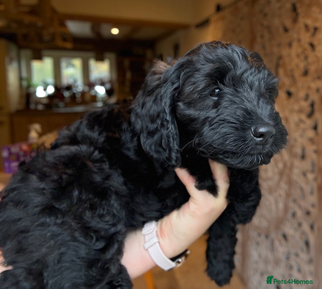 Cockapoo dogs for sale: ✨ Gorgeous Cockapoo Puppies ✨ - Image 11