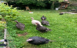 Turkeys poultry for sale: Turkeys  - Image 3