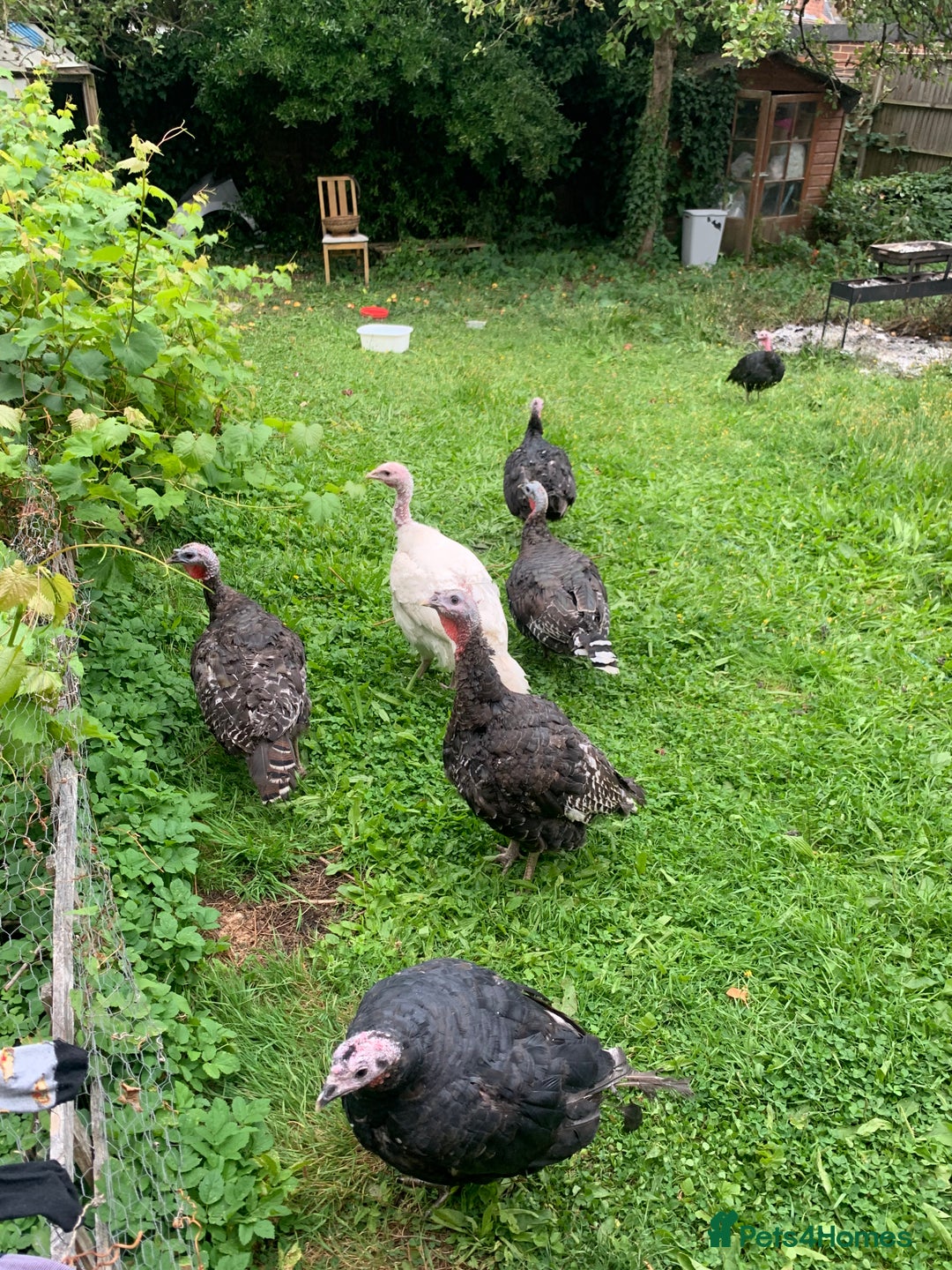 Turkeys poultry for sale: Turkeys  - Image 3