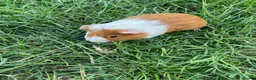 Guinea Pig rodents for sale: Guinea pig  - Advert 6