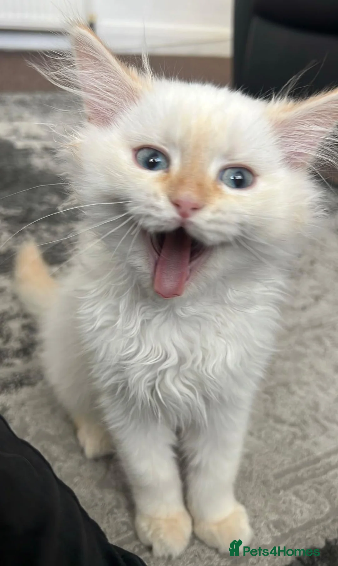 Mixed Breed cats for sale: Persian x Ragdoll Kitten – Vaccinated - Advert 2