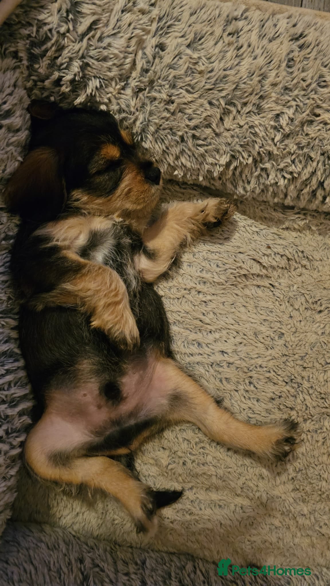 Mixed Breed dogs Miniature king schnauzers - Advert 6