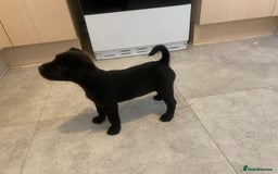 Patterjack dogs for sale: Outstanding litter of patterjack puppys for sales  - Image 6
