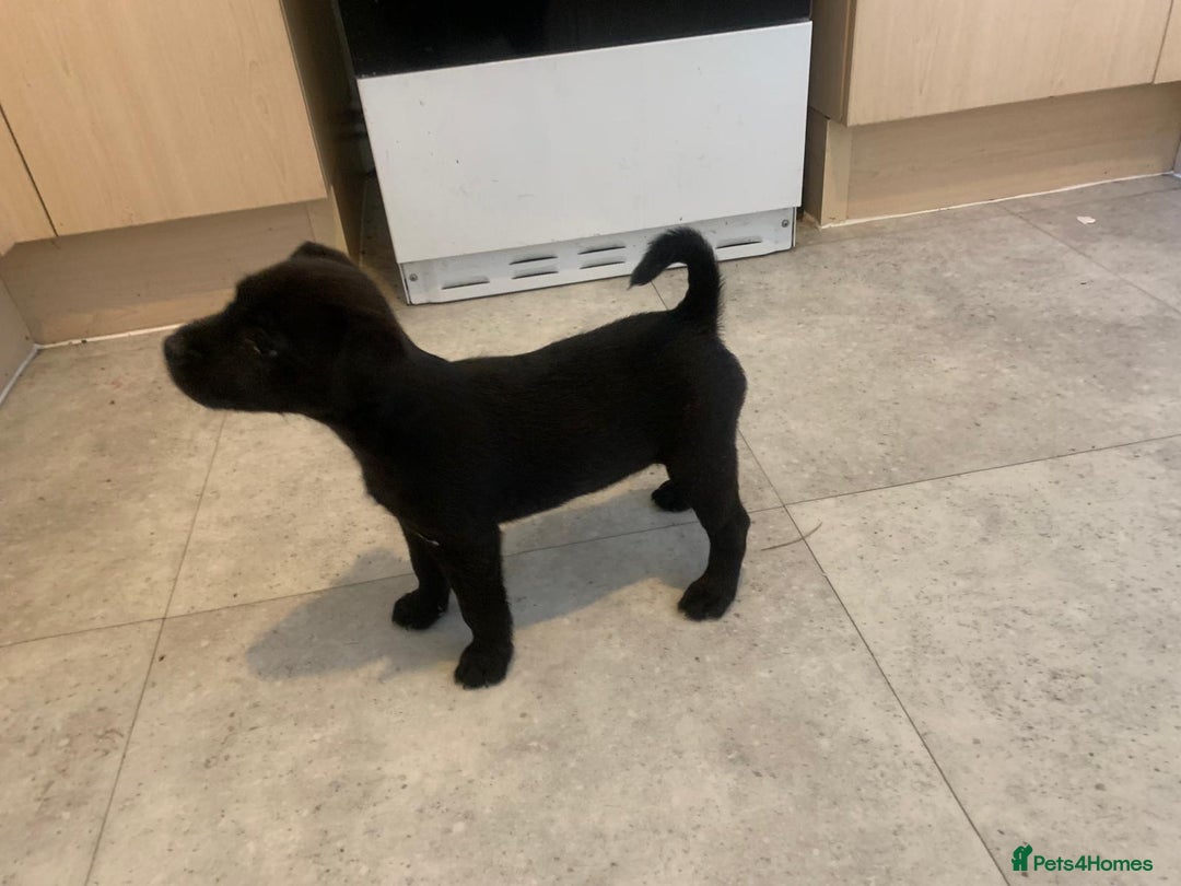 Patterjack dogs for sale: Outstanding litter of patterjack puppys for sales  - Image 6