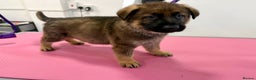 German Shepherd dogs for sale: DDR Working Line GSD Puppies Rare Working Lines - Advert 23