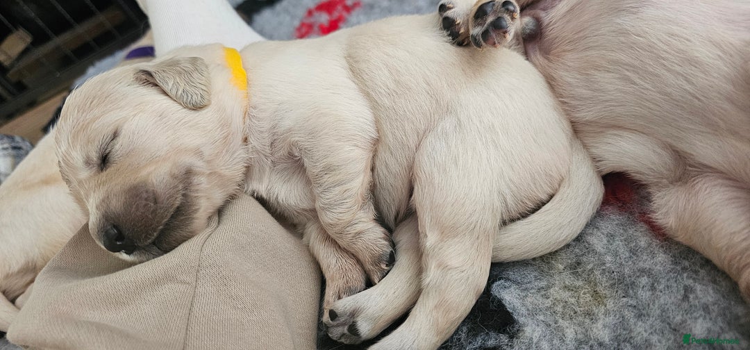 Golden Retriever dogs for sale: Golden Retriever Puppies - you will Fall in love  - Image 21