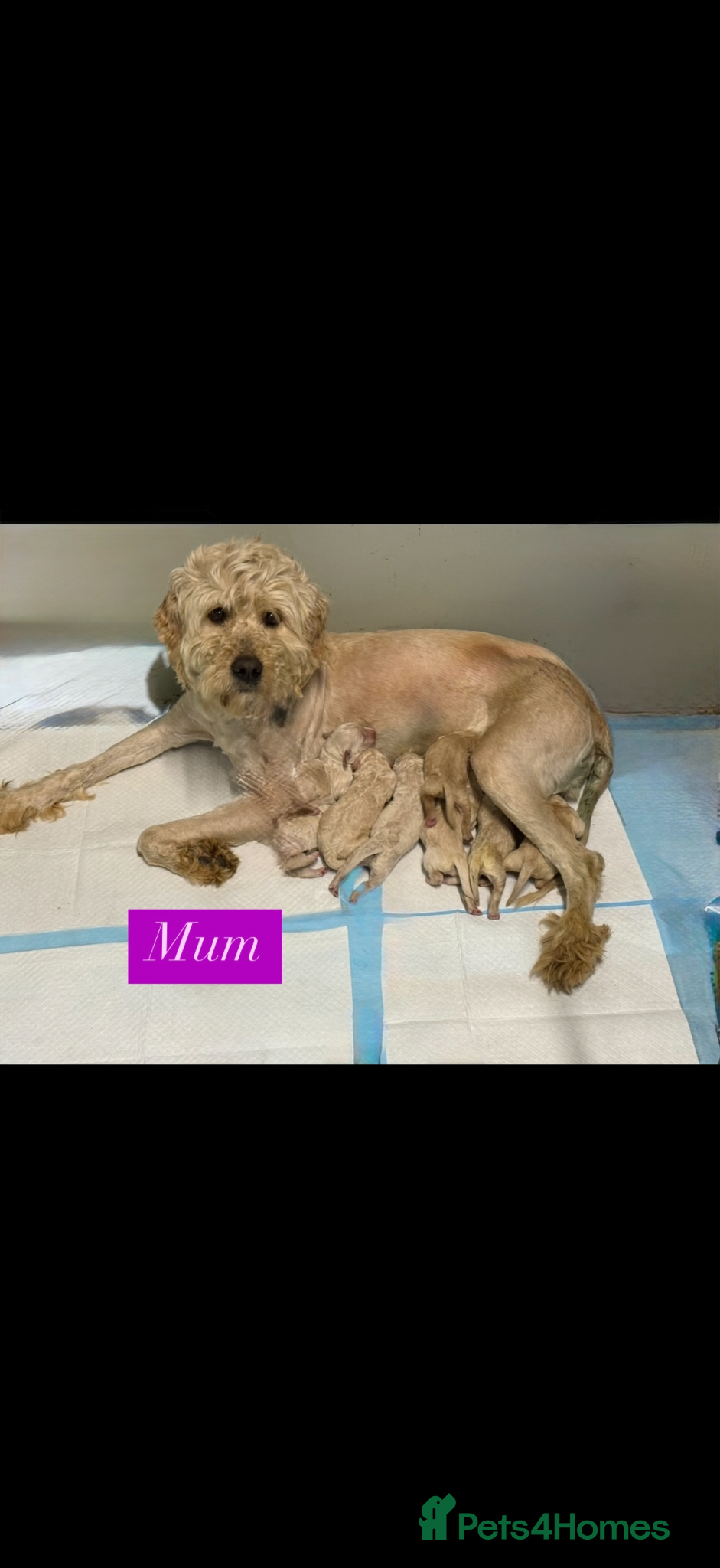 Goldendoodle dogs Goldendoodle puppies for sale  - Advert 2