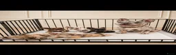 French Bulldog dogs for sale: Visual fluffy frenchirs puppies  - Advert 8
