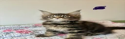 Maine Coon cats for sale: Full Maine Coon Kittens - Advert 12
